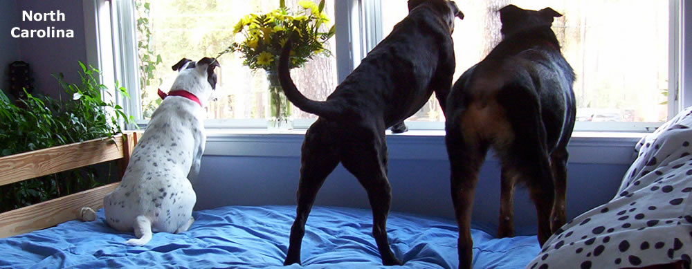 Alert Watchdogs in North Carolina